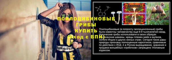 шишки Аркадак